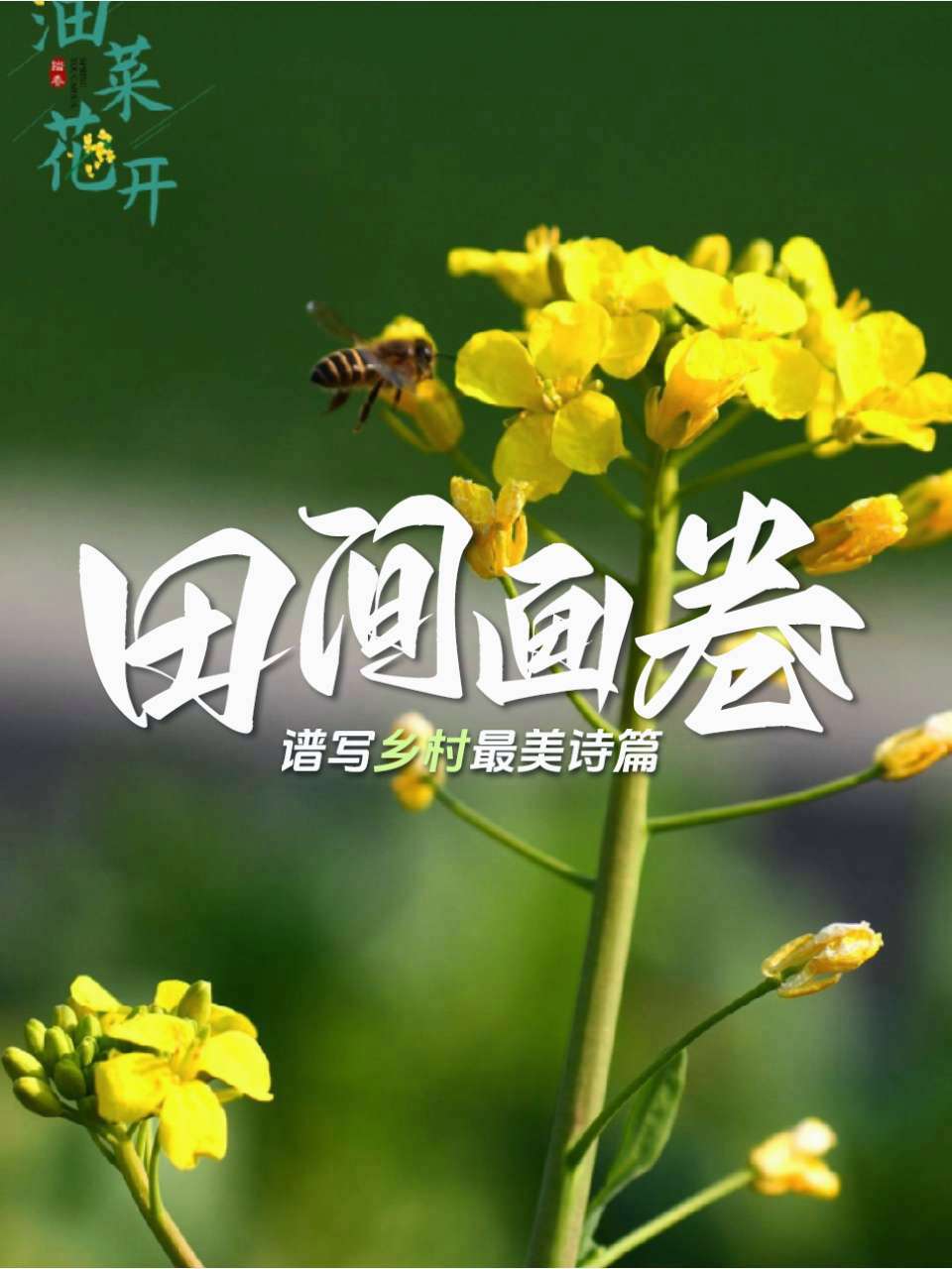 一田金黄一面春光 小蜜蜂和你一样忙 它忙着采蜜 你忙着成长 春天的味道 油菜花开季 春天当