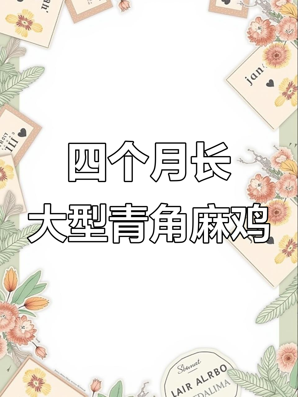快大型青脚麻鸡苗，四个月长十斤，公母鉴别技巧大揭秘