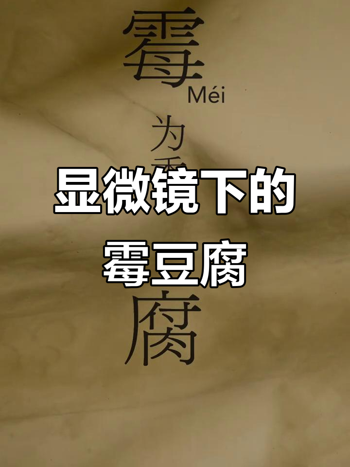 显微镜下看霉豆腐,如何从“腐”到香