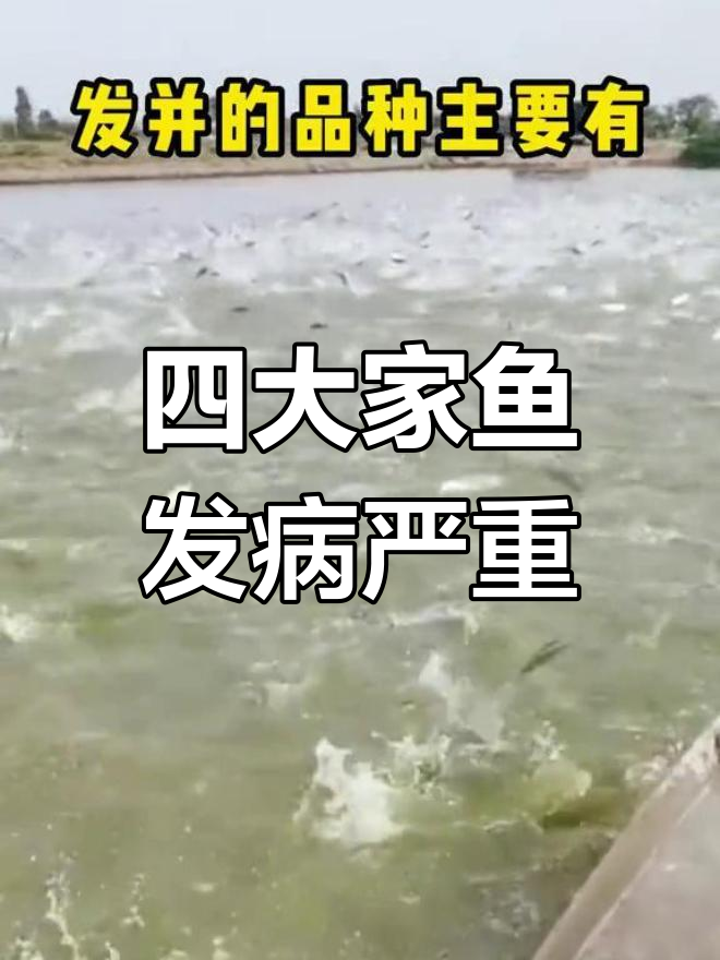 新型温病爆发,四大家鱼受影响
