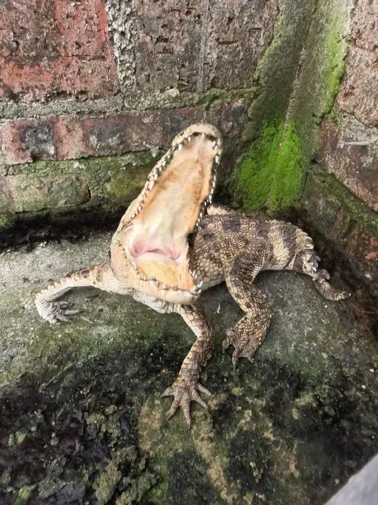 鳄鱼佬的日常工作,巡视鳄鱼池+喂食,还要徒手抓僵苗 养鳄鱼真好玩