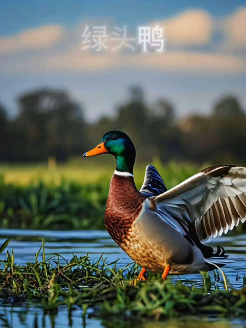 绿头鸭 鸟语花香 野生鸟类摄影 每日分享 原创 绿头鸭可真是水面上的小精灵!它们属于雁形目