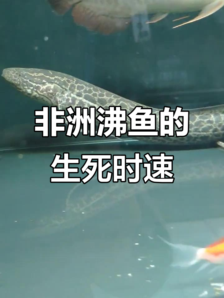 非洲肺鱼如何在旱季休眠，五年不吃不喝也能生存