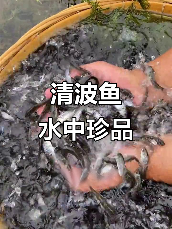 这不是麦穗鱼,而是长江美味清波鱼,草食性鱼类养殖轻松