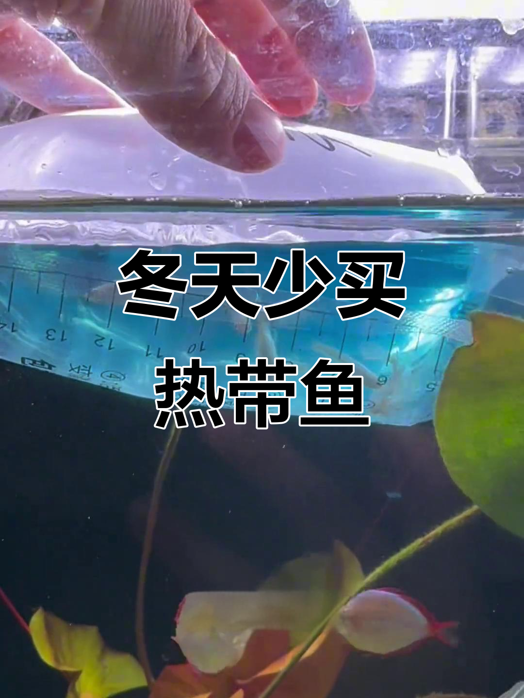 冬季买鱼要注意,热带鱼别碰!包装差异大揭秘