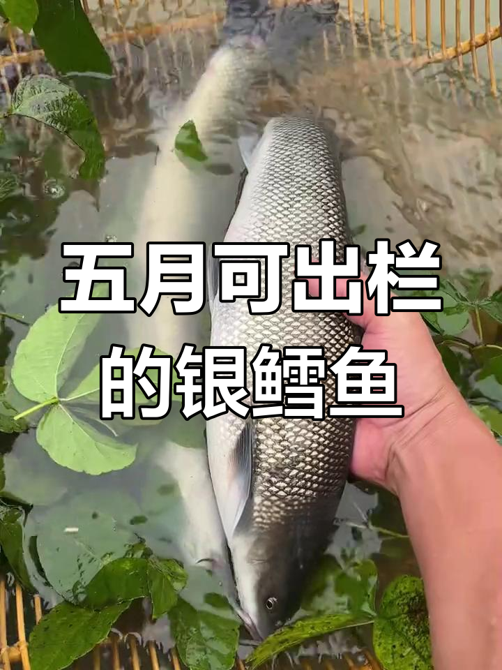 淡水银鳕鱼苗养殖技巧:五个月即可出塘,利润丰厚