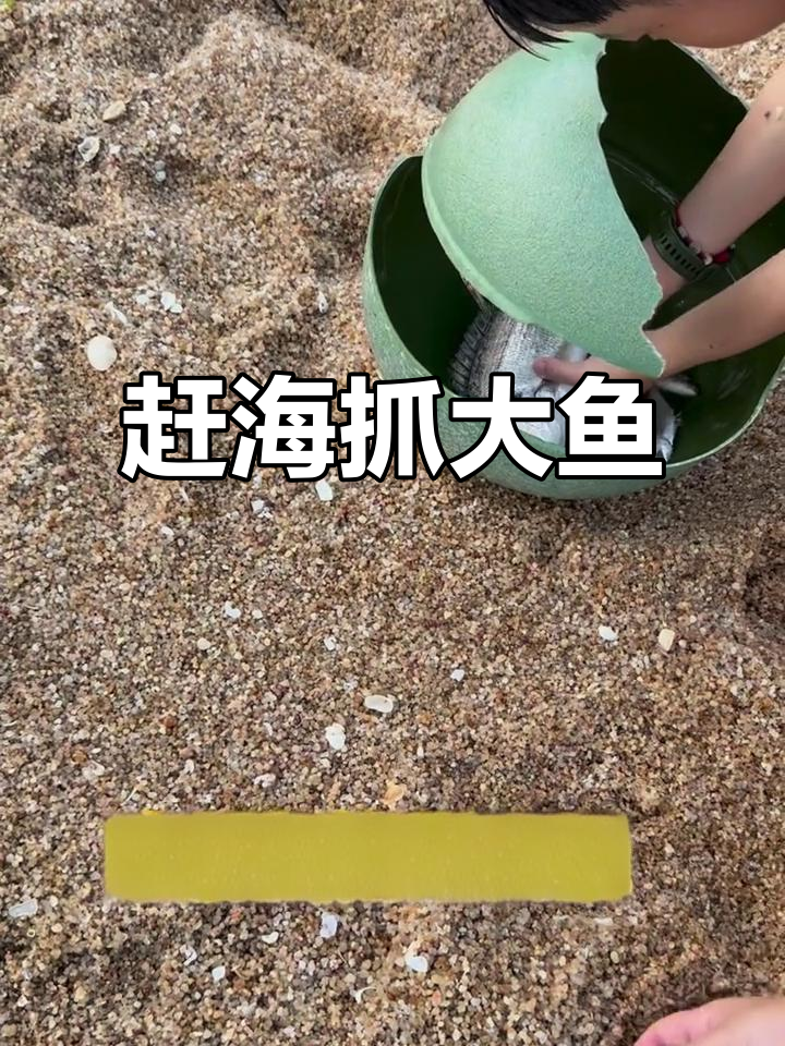 草塘湾赶海抓大鱼,粉丝超开心!