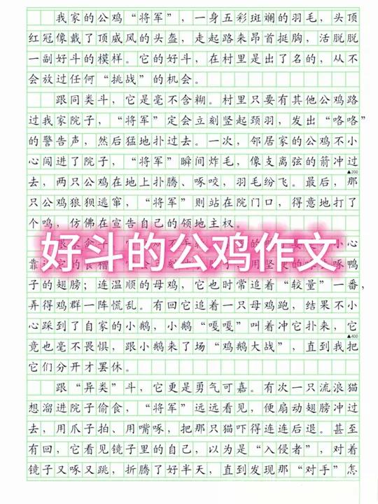 好斗的公鸡,昂首挺胸,一场场“战斗”从未退缩! gà王驾到!勇敢的心斗志昂扬公鸡好斗的公鸡