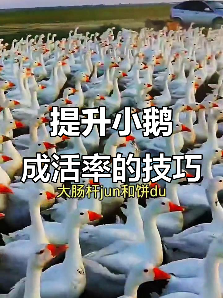 小鹅成活率99%的秘诀,关键疫苗接种全攻略