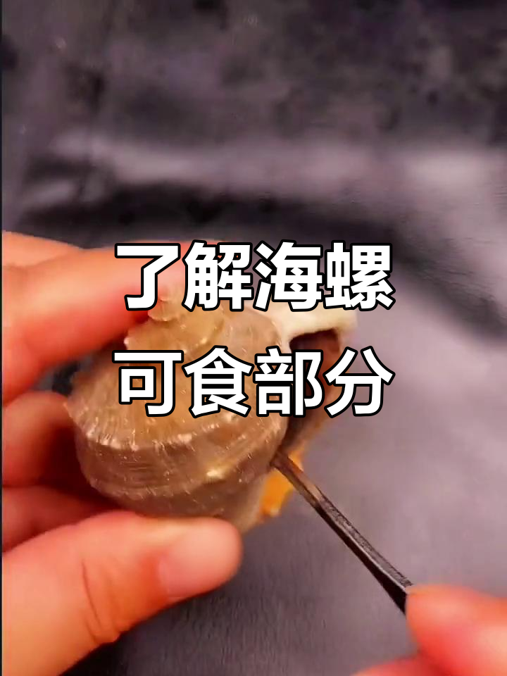 海螺内部大揭秘:哪些部位能吃,哪些不能?