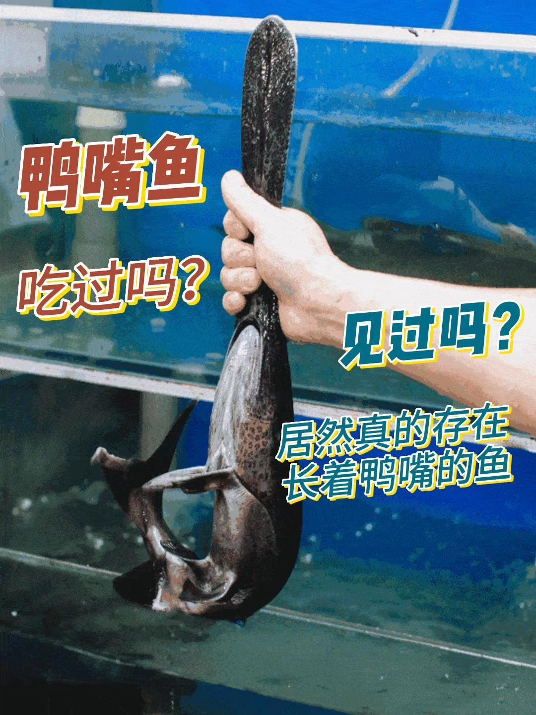长着鸭嘴的鱼,和恐龙一样的远古生物,你吃过吗?鸭嘴鱼原产于美国密西西比河流域,是目前地球上