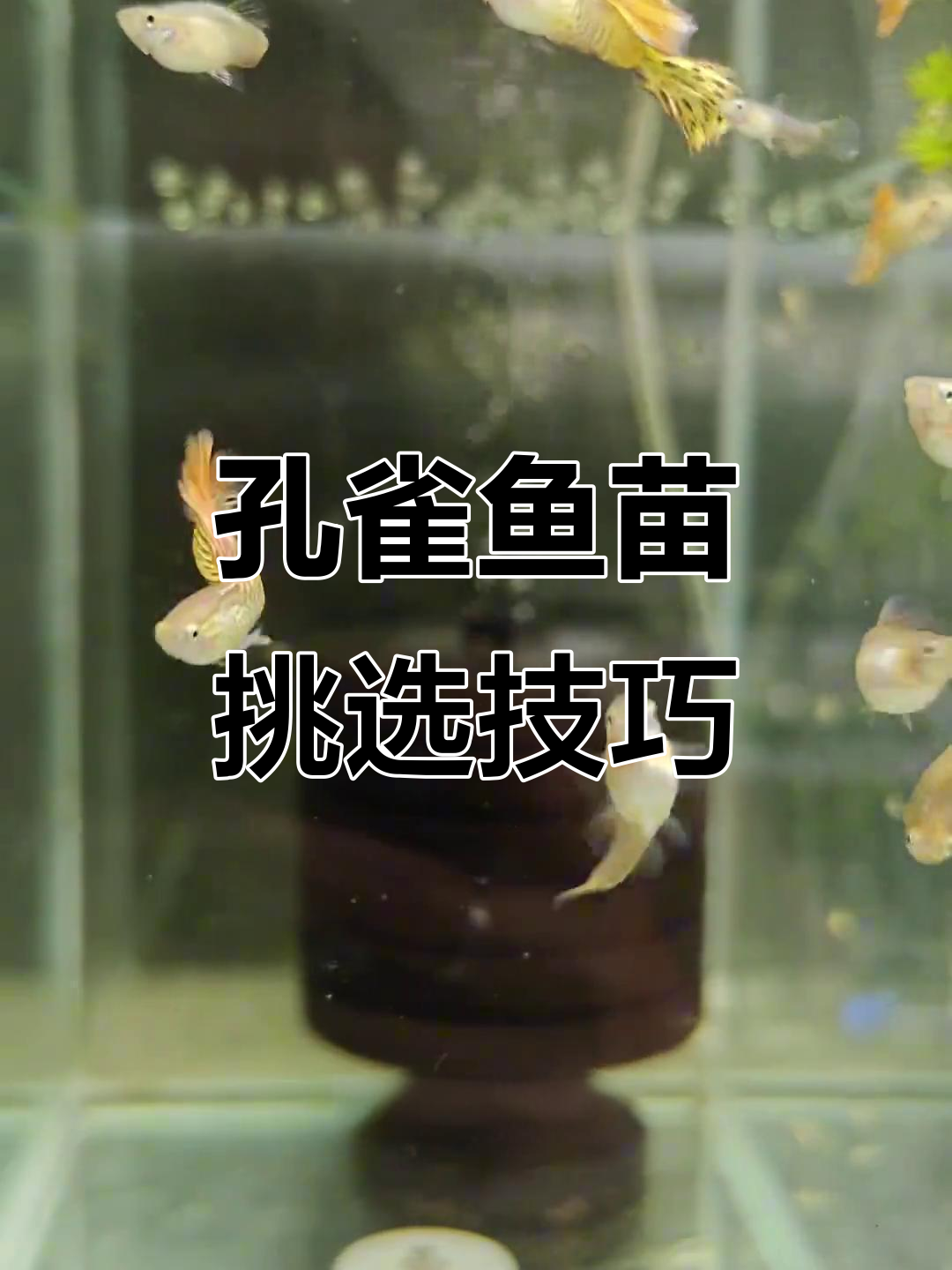 孔雀鱼苗真伪辨别，及时淘汰无尾小鱼