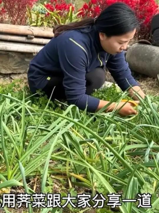 这个季节的荠菜又鲜又嫩,把荠菜放到锅里蒸一蒸,没想到这么厉害