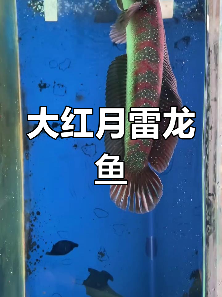 33公分大红月雷龙鱼,爆星魅力尽显