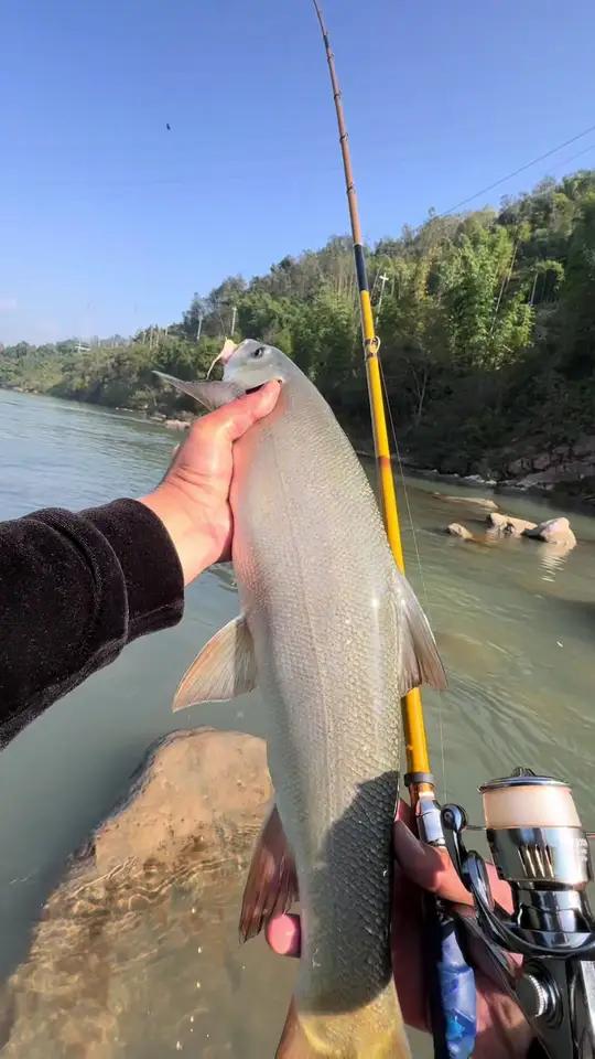 矶杆冲钓溪流大鱼 矶杆冬季钓大细鳞鱼你学会了吗？保护野生动植物，守护生态家园