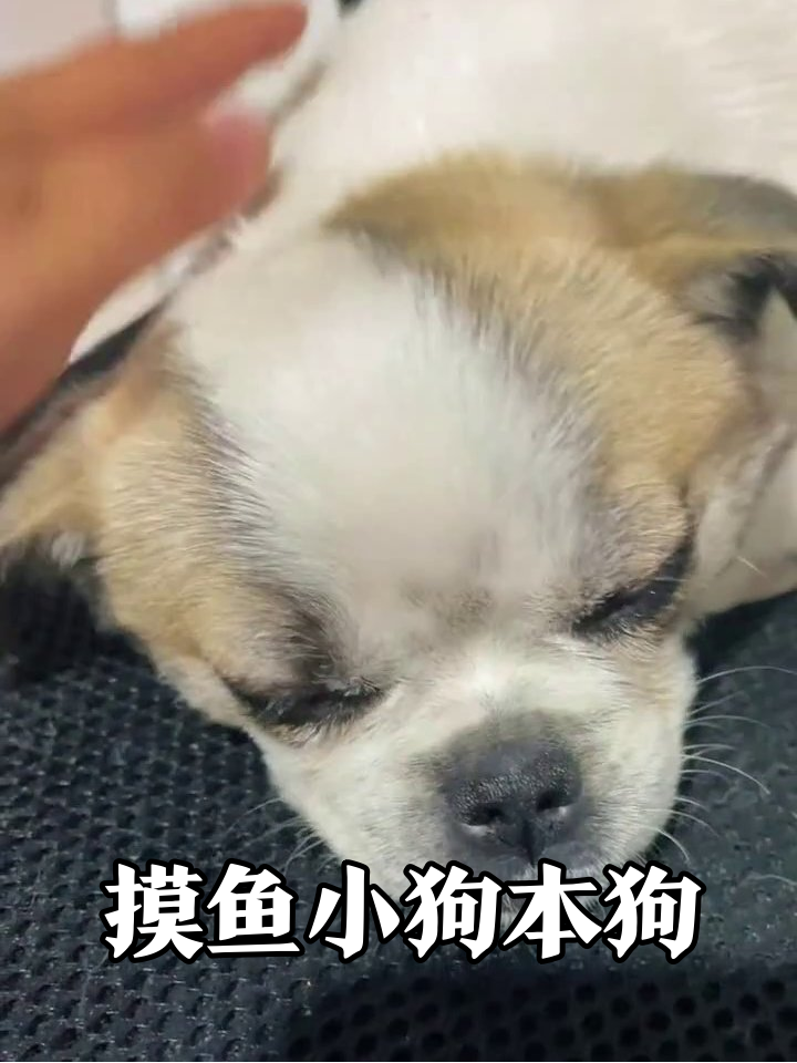 被摸头就秒变表情包的小狗,像极了摸鱼的你