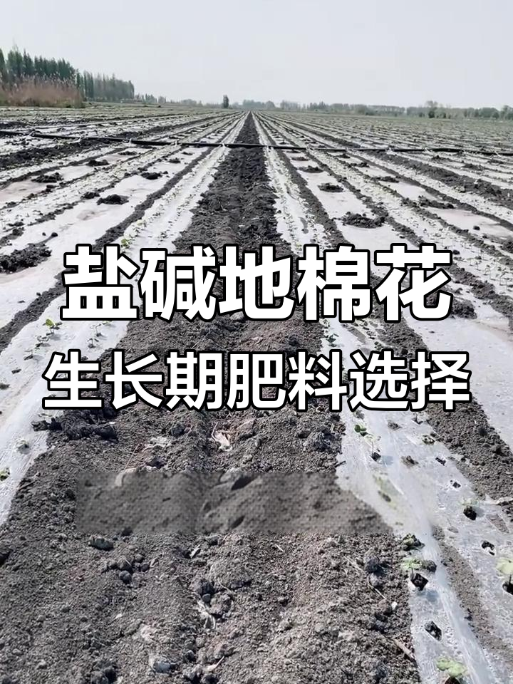 盐碱地棉花不长?这样施肥效果翻倍