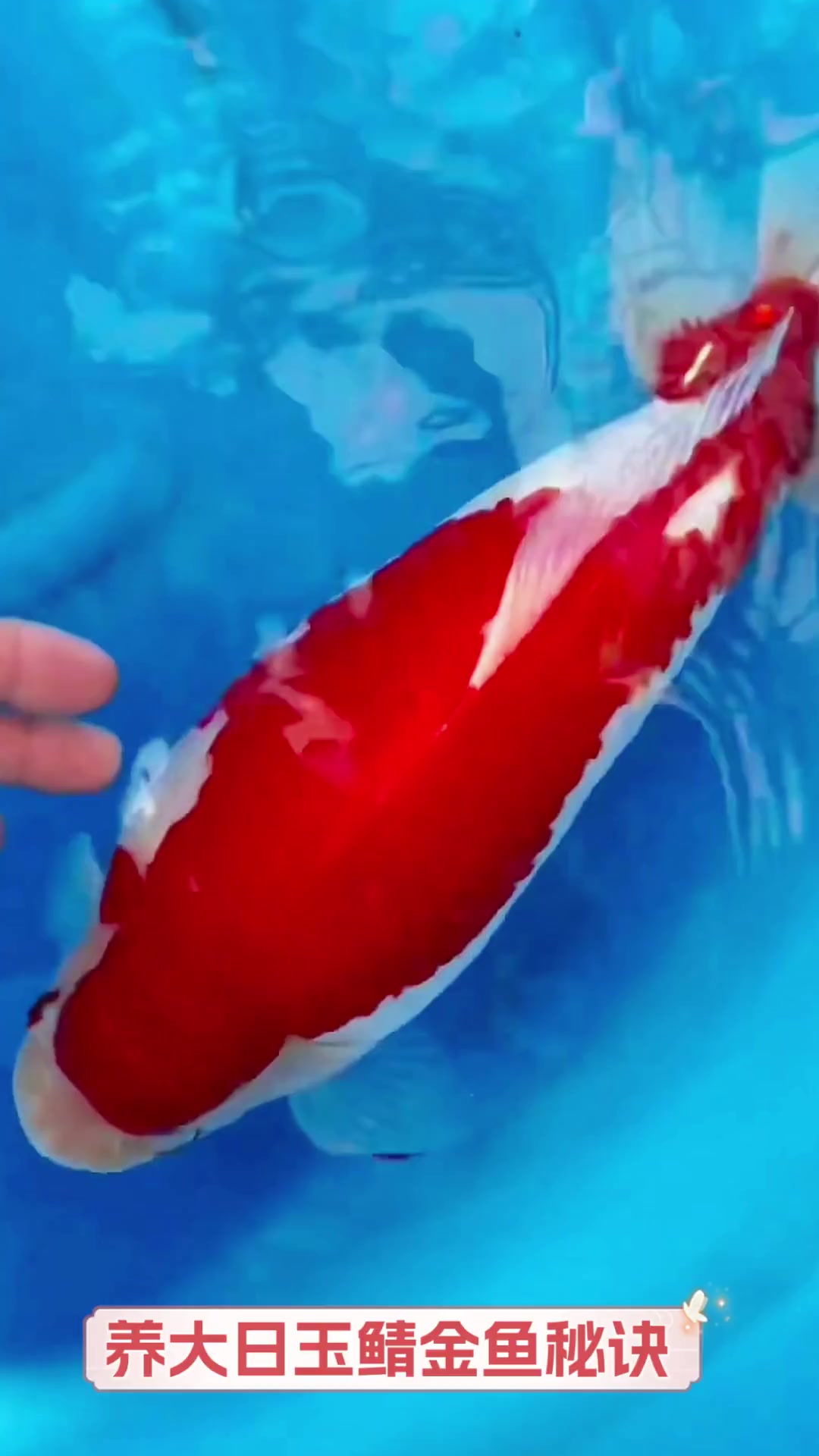 养大日玉鲭金鱼秘诀