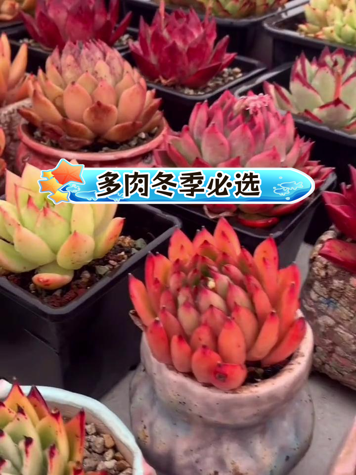 推荐十款耐寒耐热的多肉植物,适合新手养