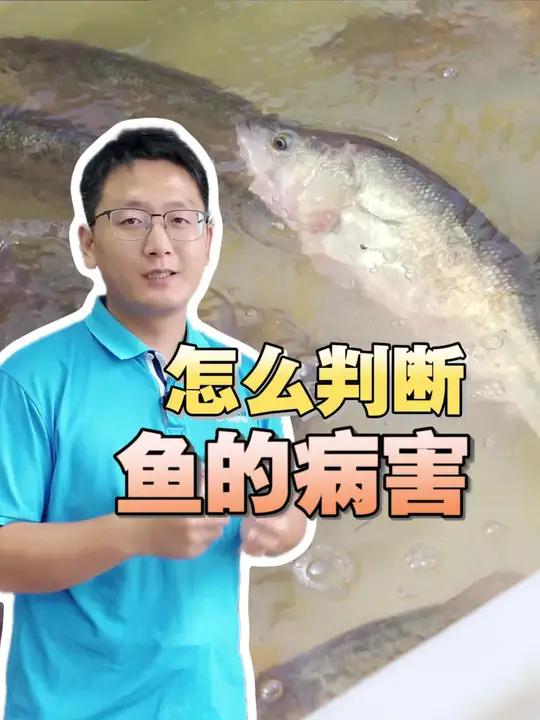 送你鱼病图谱,如何自己判断鱼病?先了解清楚这些!