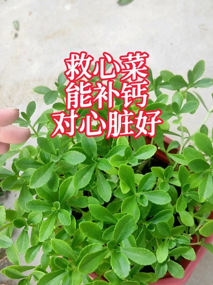 救心菜,对心脏好还能补钙,种植方法简单