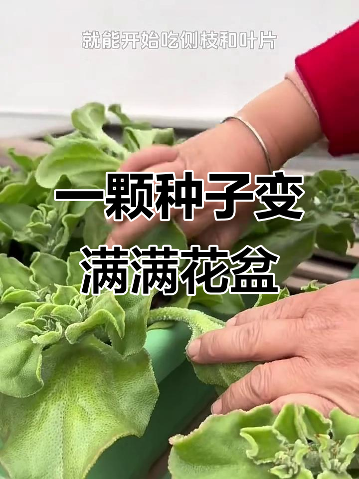 冰菜种子如何种植?一颗就能长满一盆,超简单!