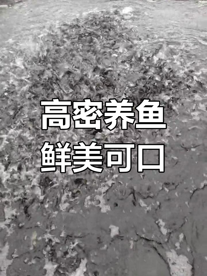 高密度养殖冰棍鱼,品质上乘供不应求