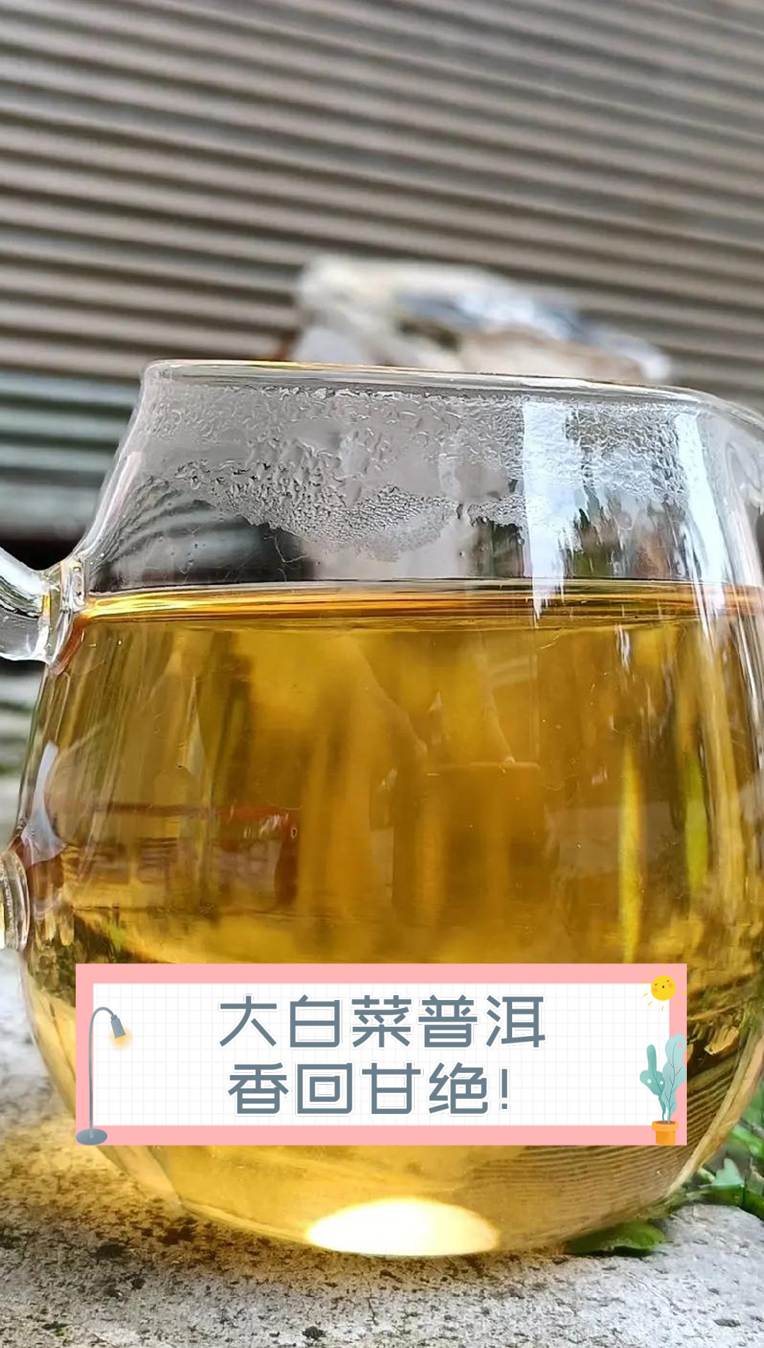 大白菜普洱,香回甘绝!