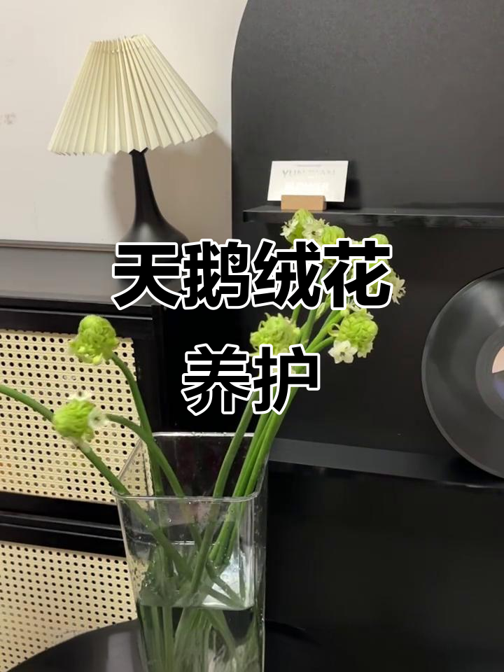 100集鲜花养护，天鹅绒篇