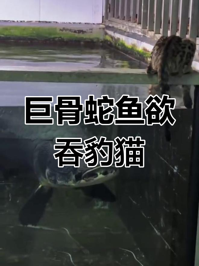 巨骨舌鱼与豹猫的惊险对峙