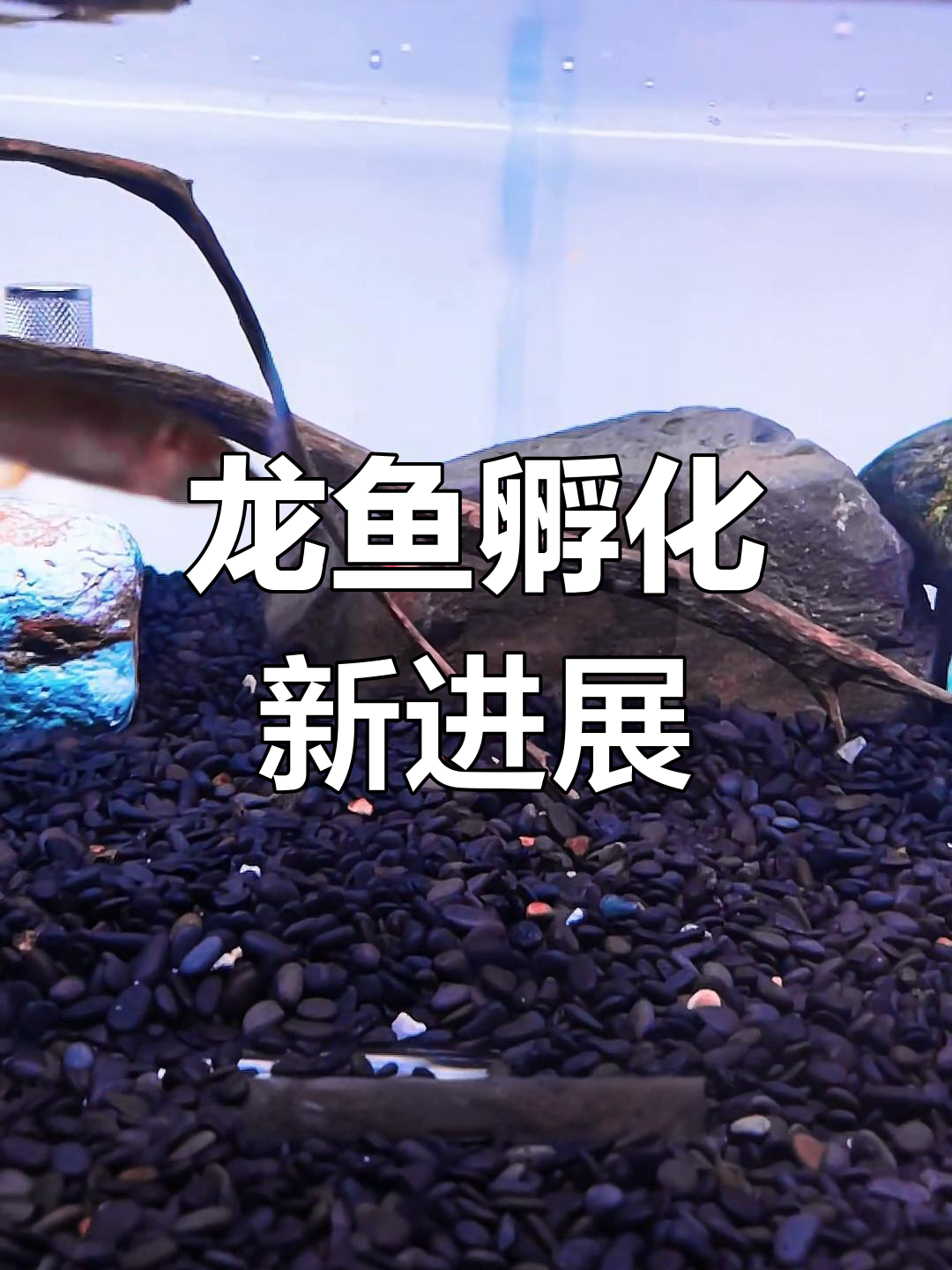 龙鱼苗成功适应汉堡,菠萝幸免于难!