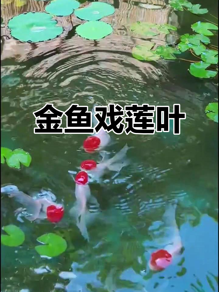 凤鹤金鱼在莲叶间嬉戏，鱼趣横生