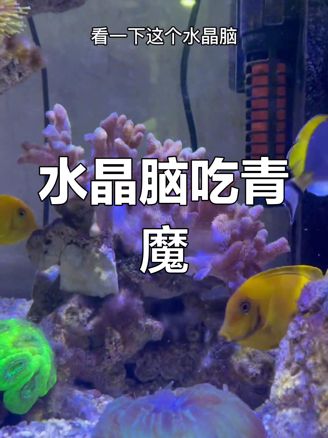 青魔海水鱼被水晶脑吞食