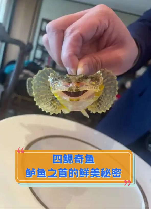 四鳃奇鱼,鲈鱼之首的鲜美秘密
