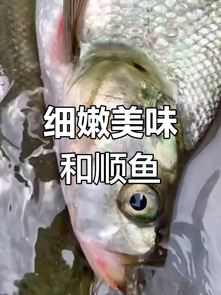 西江传统风味油盐水蒸和顺鱼