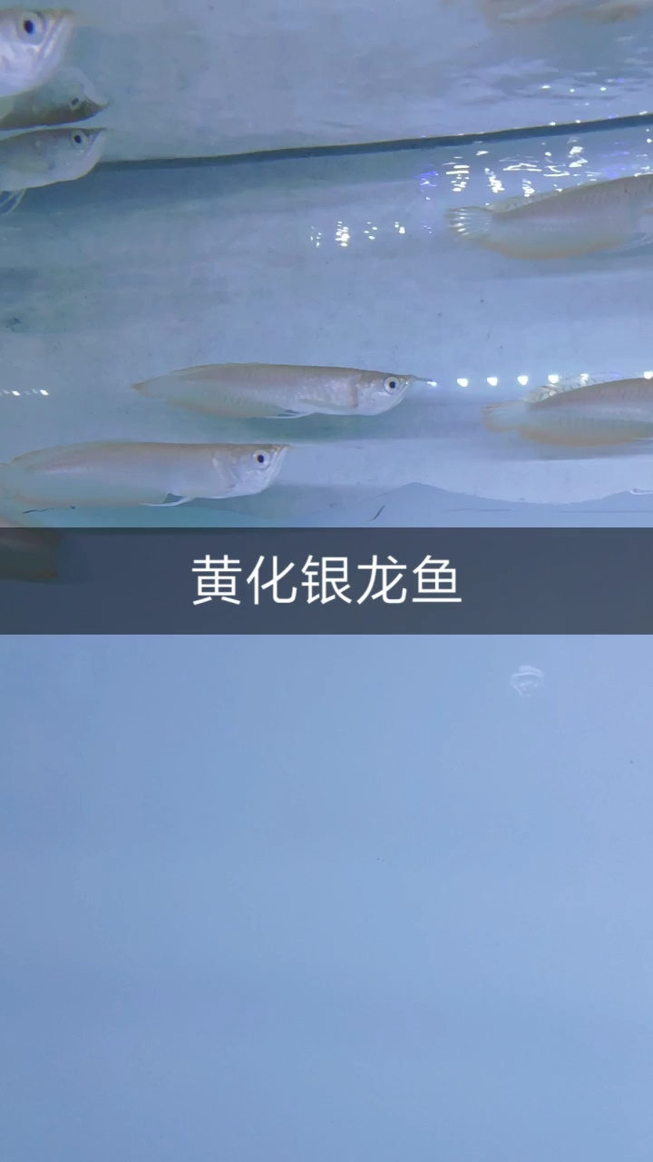 黄化银龙鱼 好养的大型鱼