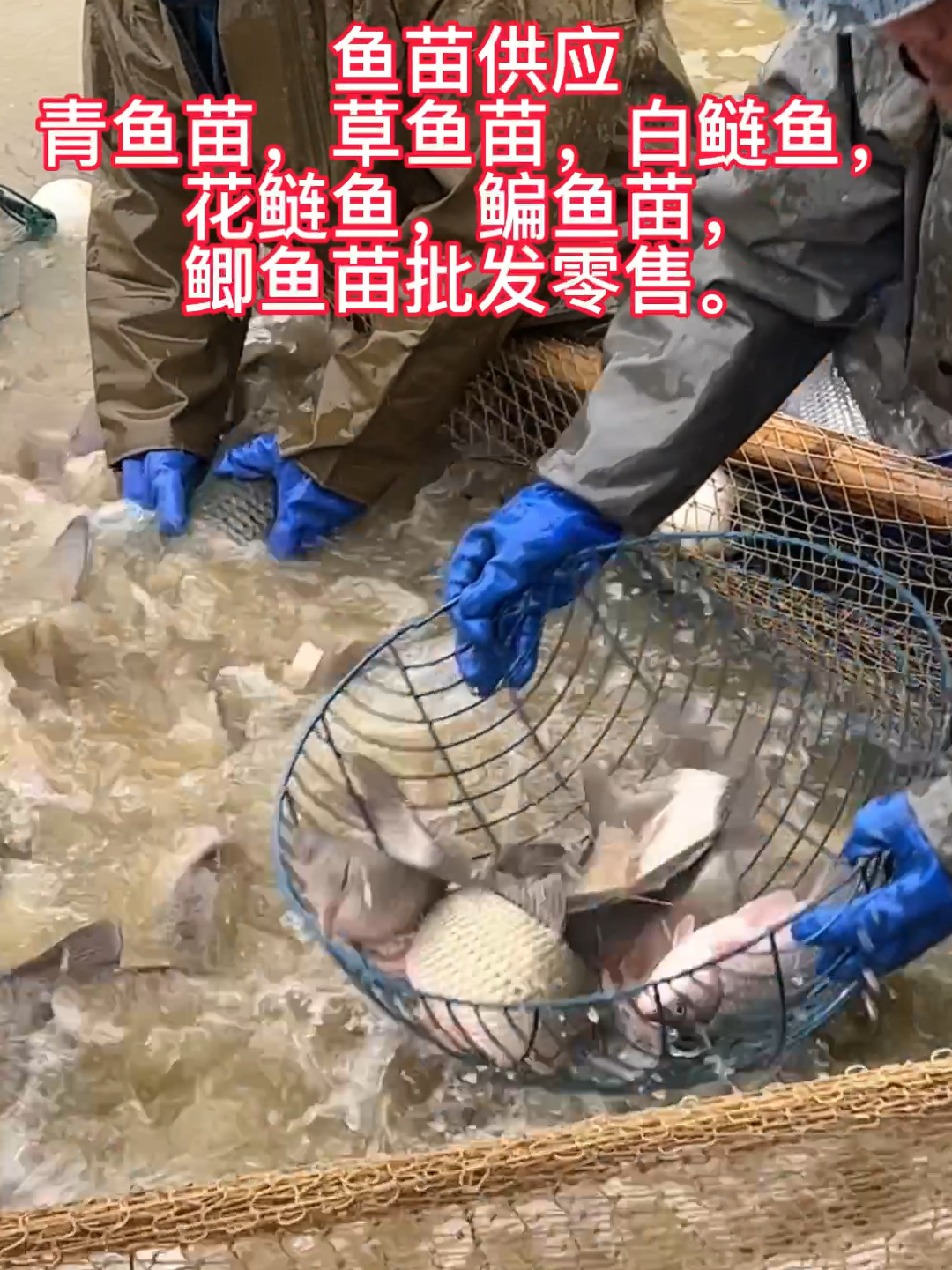各种鱼苗供应