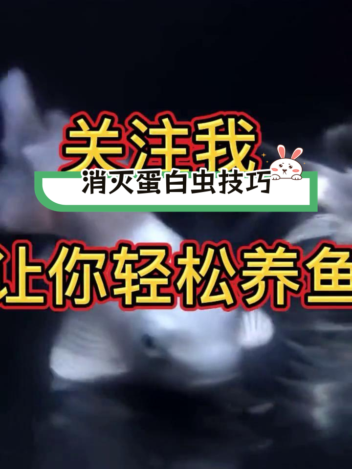 解决鱼缸蛋白虫的三种方法