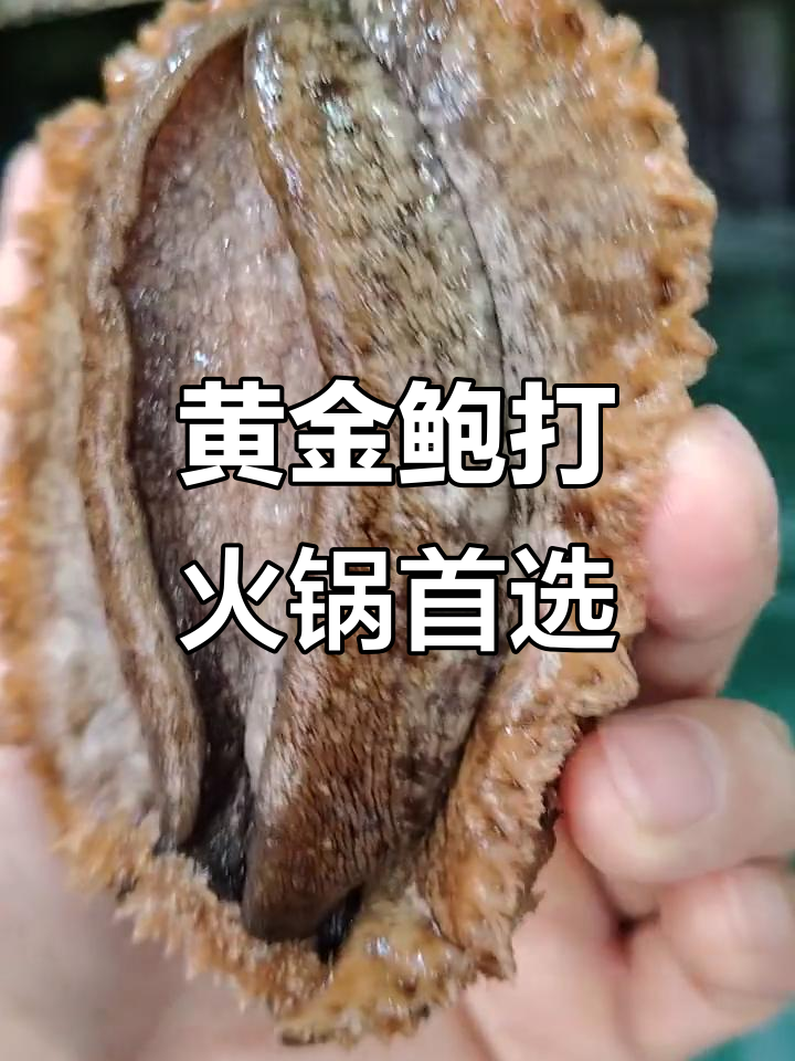 福建黄金鲍,火锅必备美味