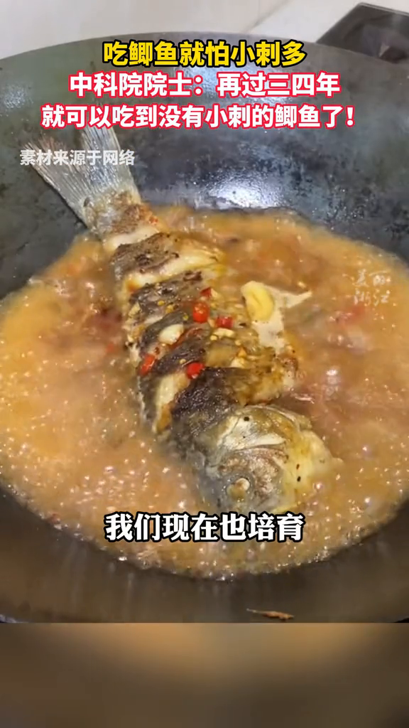 吃鲫鱼怕刺多?中科院院士桂建芳:很快就能吃上没有小刺的鲫鱼