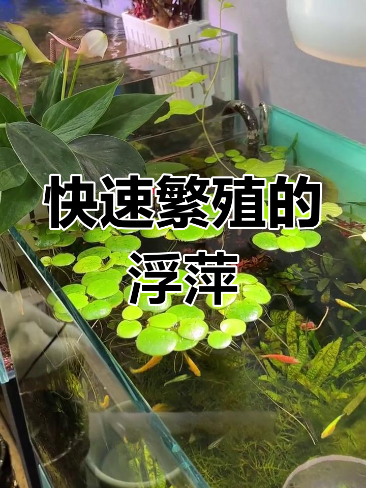 浮萍:鱼缸中的天然净化器