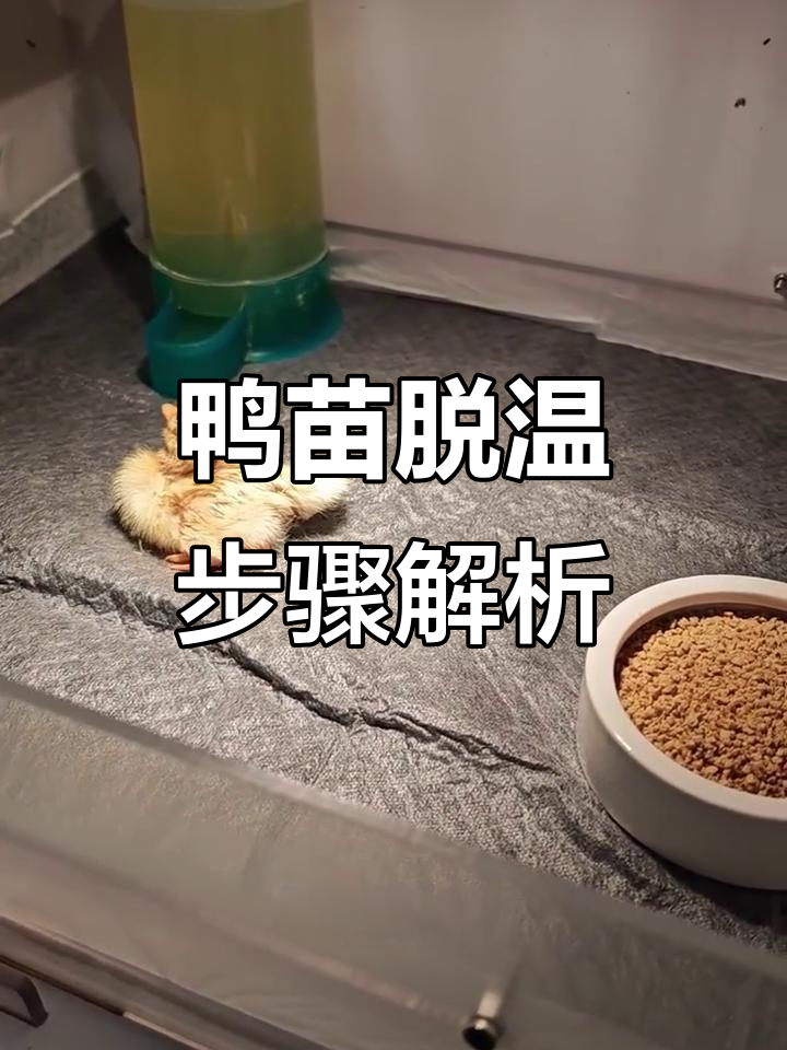 小鸭子脱温全过程揭秘,如何应对温度变化