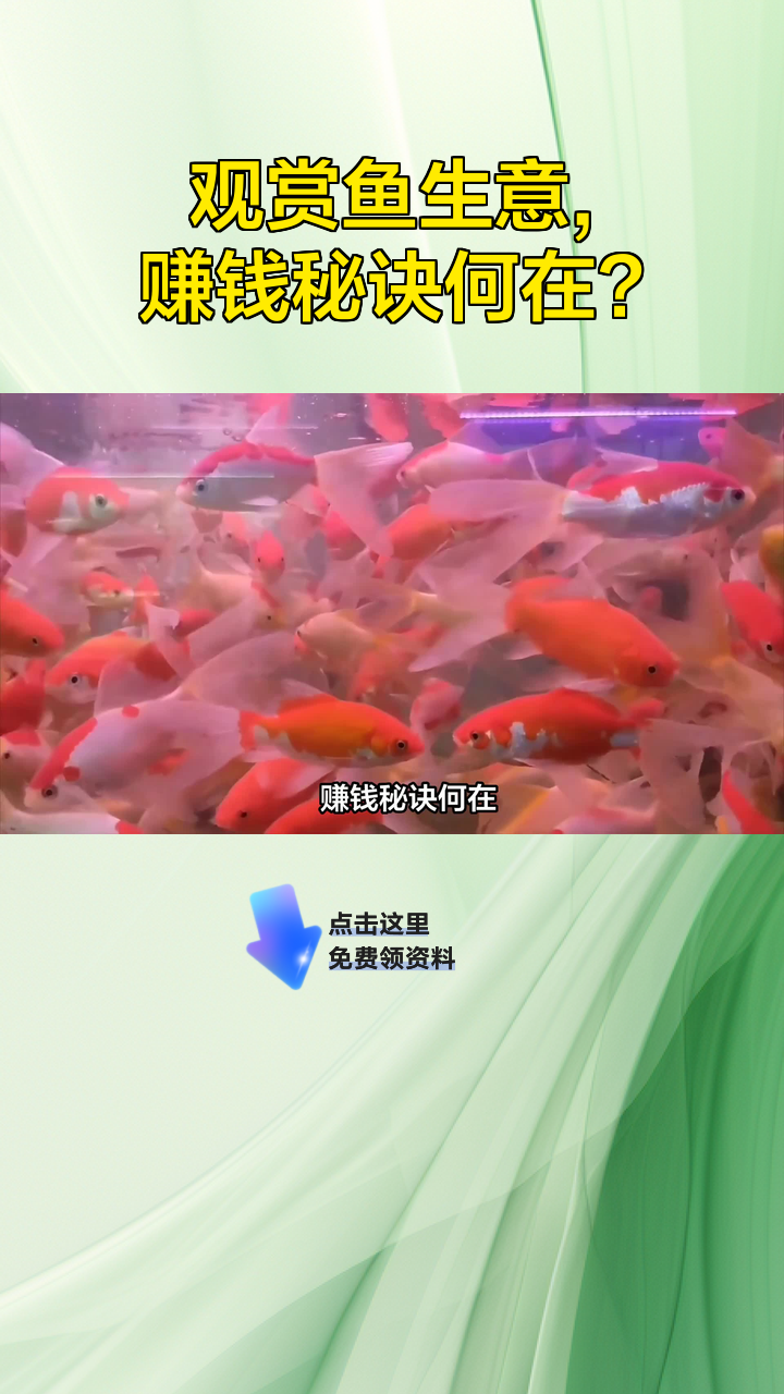 观赏鱼生意,赚钱秘诀何在?