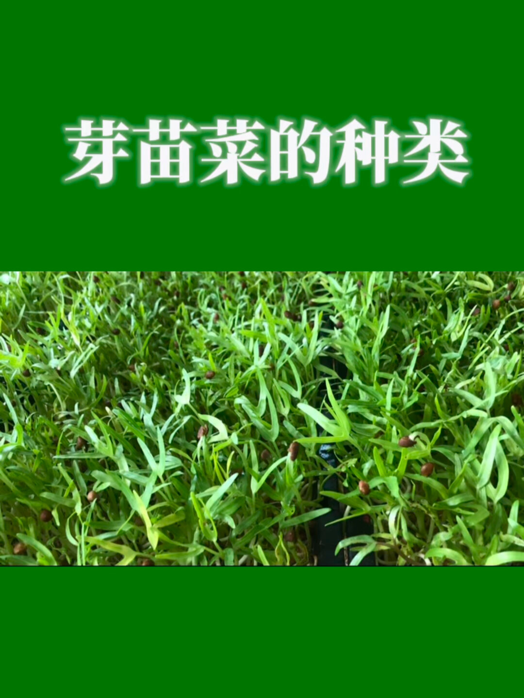 芽苗菜的种类知多少?