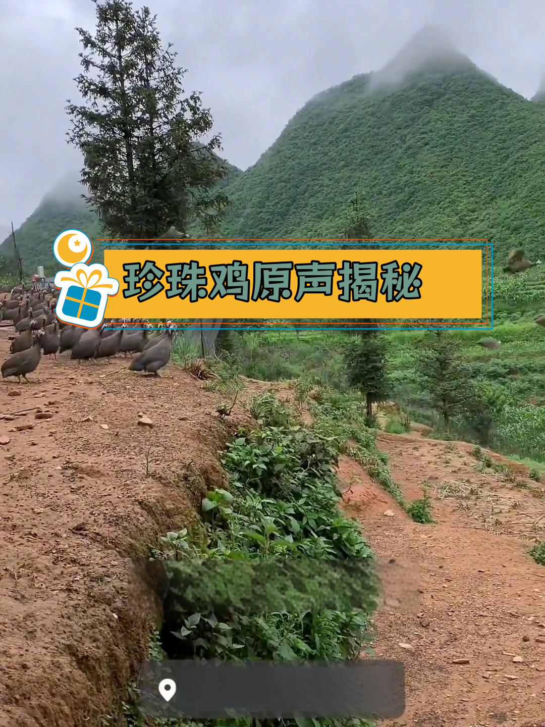 珍珠鸡的独特叫声,你听过吗?