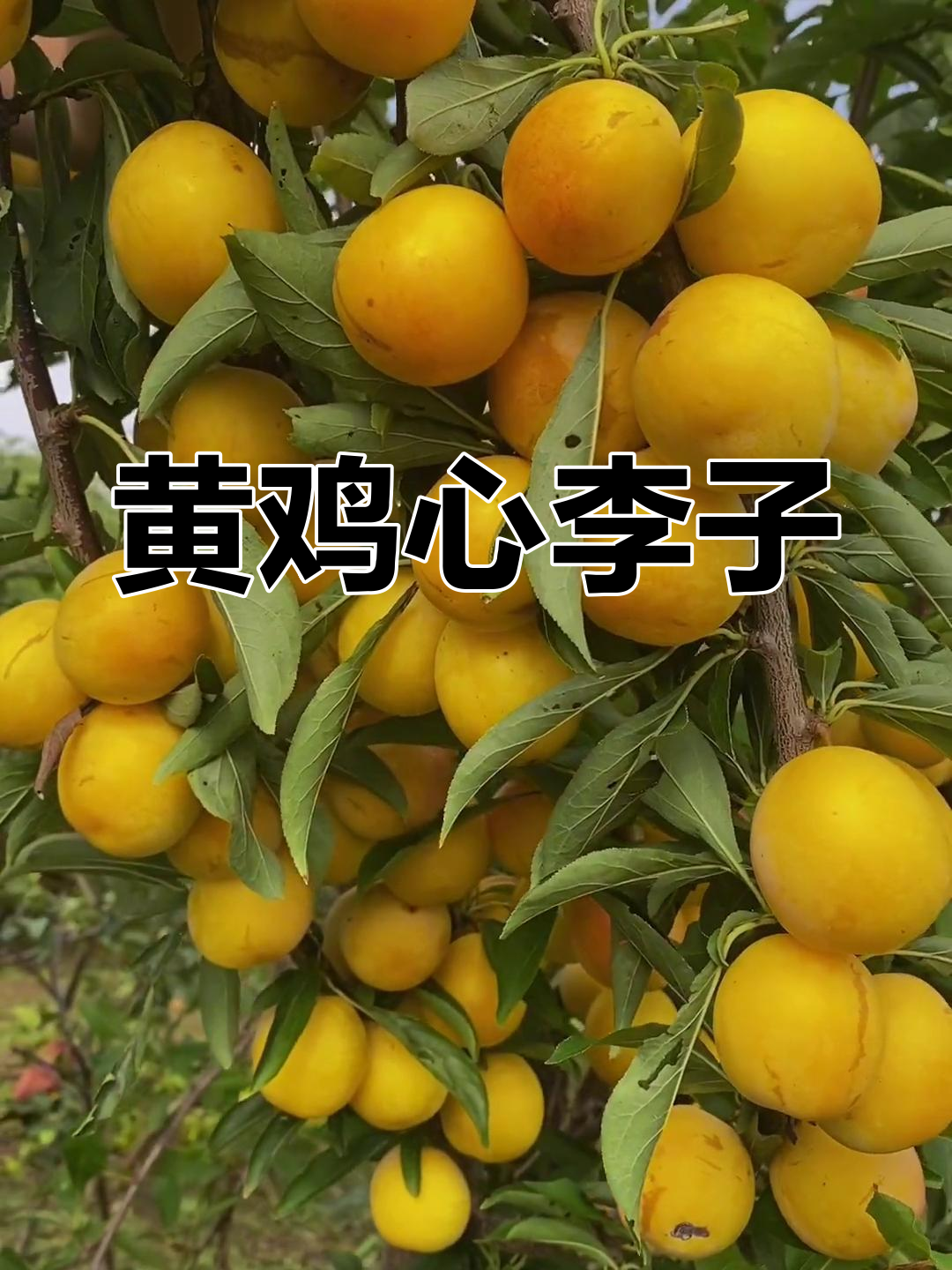 10月黄鸡心李子,香甜多汁丰产省力