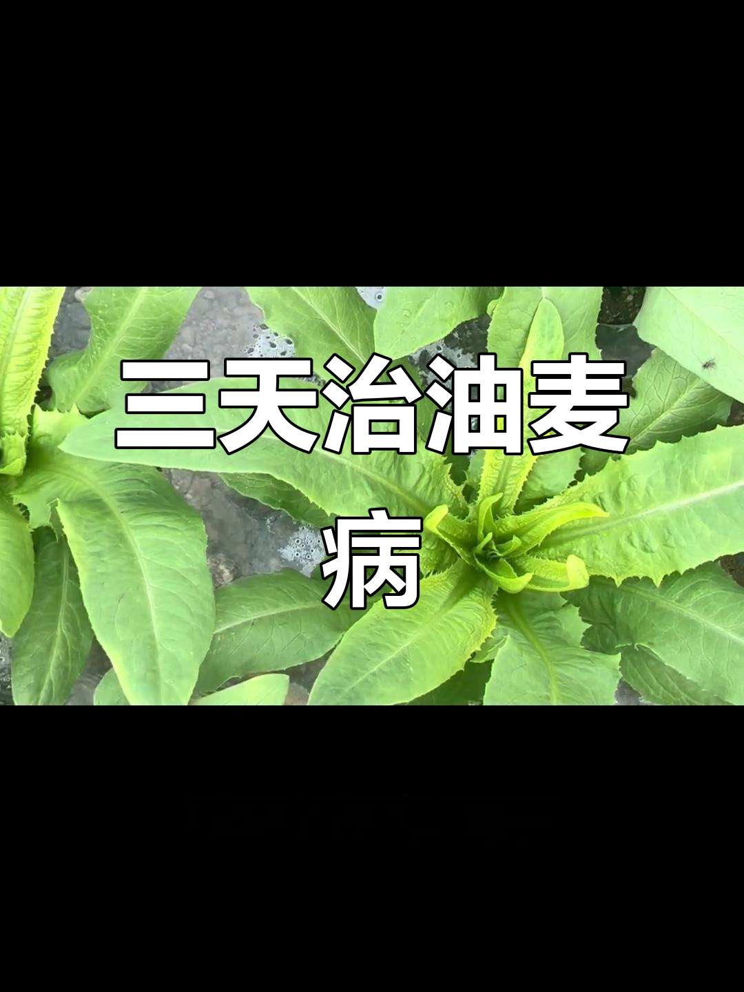 油麦菜病虫害防治效果显著,三天见效