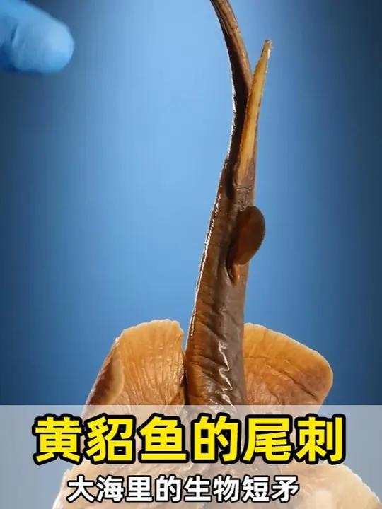 黄貂鱼的尾巴像短矛,却不用来捕猎。