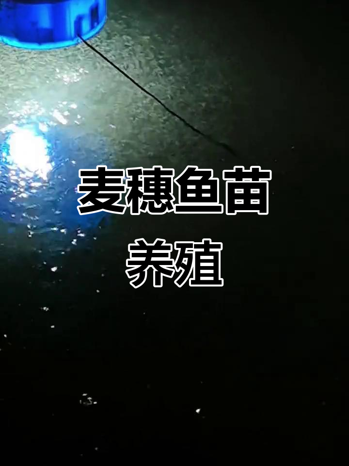 麦穗鱼苗养殖技巧,轻松入门