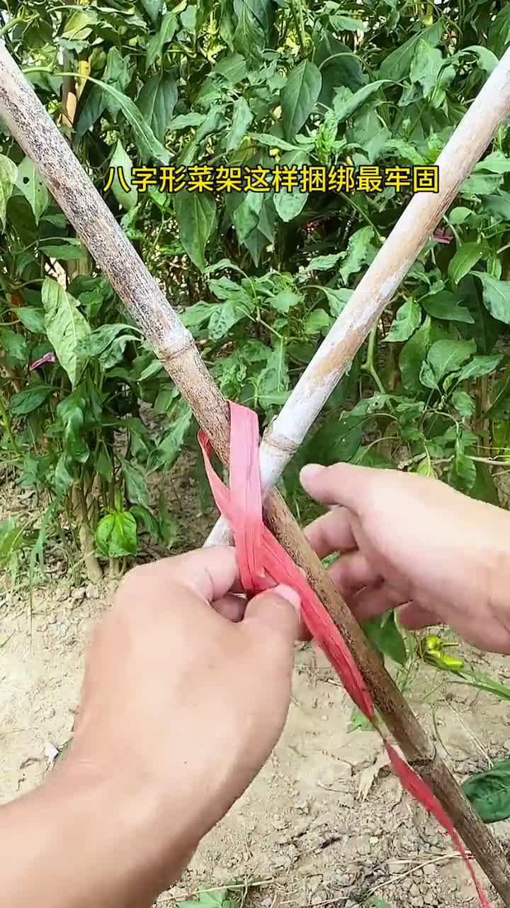 菜架这样绑最牢固 实用小技巧